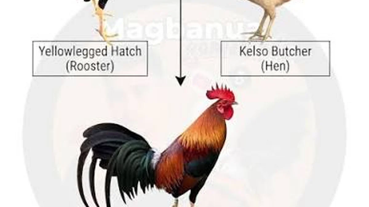 Gamefowl breeding chart 3 - YamanPlus Philippines